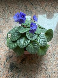 African violet with a pink pot image 1
