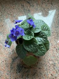 African violet with a pink pot image 2