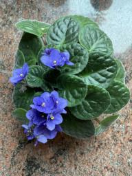 African violet with a pink pot image 4