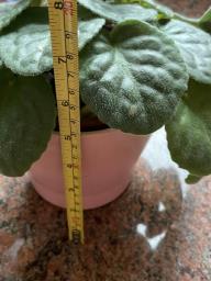 African violet with a pink pot image 3
