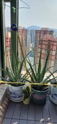 aloe vera 80 cm height  image 4