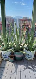 aloe vera 80 cm height  image 1