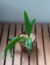 Assorted indoor plants in good care image 1