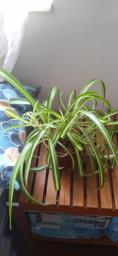Assorted indoor plants in good care image 2