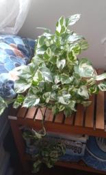 Assorted indoor plants in good care image 3