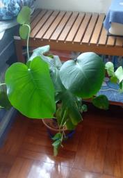 Assorted indoor plants in good care image 4