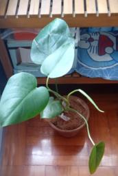Assorted indoor plants in good care image 6