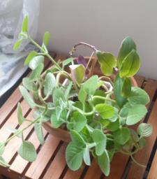 Assorted indoor plants in good care image 5