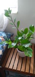 Assorted indoor plants in good care image 7