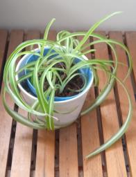 Assorted indoor plants in good care image 8