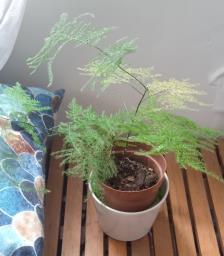 Assorted indoor plants in good care image 10