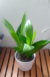 Assorted indoor plants in good care image 9