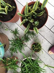 Assortment of plants for easy quick sale image 8