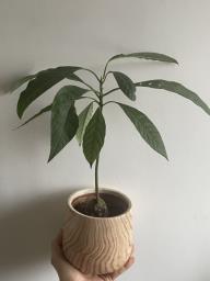 Australian avocado plant with a pot image 1