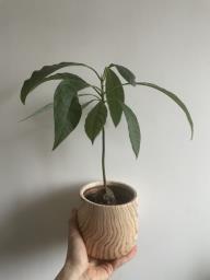 Australian avocado plant with a pot image 3