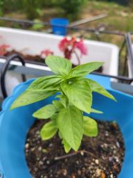 Basil seedlings image 1