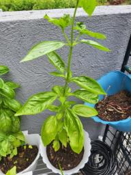 Basil seedlings image 2