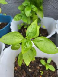 Basil seedlings image 3