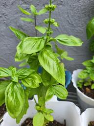 Basil seedlings image 4