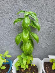 Basil seedlings image 5