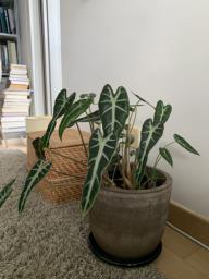 Beautiful Alocasia Plant with Earthy Med image 1