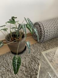 Beautiful Alocasia Plant with Earthy Med image 2