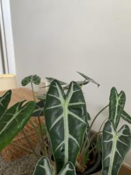 Beautiful Alocasia Plant with Earthy Med image 3
