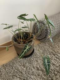 Beautiful Alocasia Plant with Earthy Med image 4
