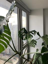 Beautiful  Large Monstera Deliciosa image 1