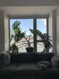 Beautiful  Large Monstera Deliciosa image 2