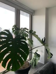 Beautiful  Large Monstera Deliciosa image 3