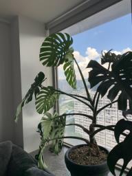 Beautiful  Large Monstera Deliciosa image 5