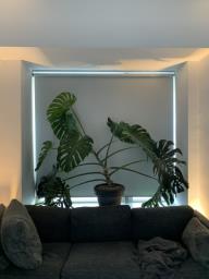 Beautiful  Large Monstera Deliciosa image 4