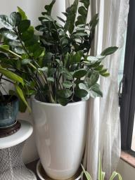 Beautiful large Zz plant image 1