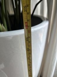 Beautiful large Zz plant image 3