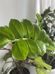 Beautiful large Zz plant image 2