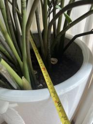 Beautiful large Zz plant image 5