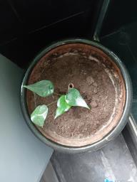 Black plant pot image 3
