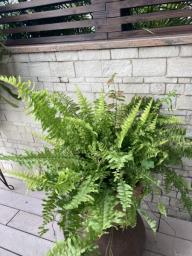 Bountiful Fern n good soil and pot image 1