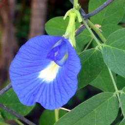 Butterfly Pea Flower image 1