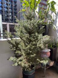 China fir  cunninghamia for sale 450 image 1