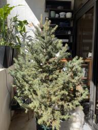 China fir  cunninghamia for sale 450 image 2