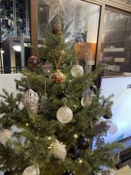 China fir  cunninghamia for sale 450 image 3