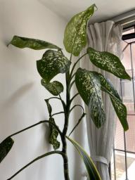 Chinese evergreen 4 ft image 1