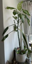 Chinese evergreen 4 ft image 4