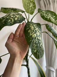 Chinese evergreen 4 ft image 2