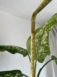Chinese evergreen 4 ft image 3