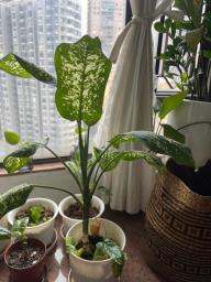 Chinese evergreen in pot image 1