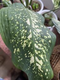 Chinese evergreen in pot image 3