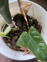 Chinese evergreen in pot image 2
